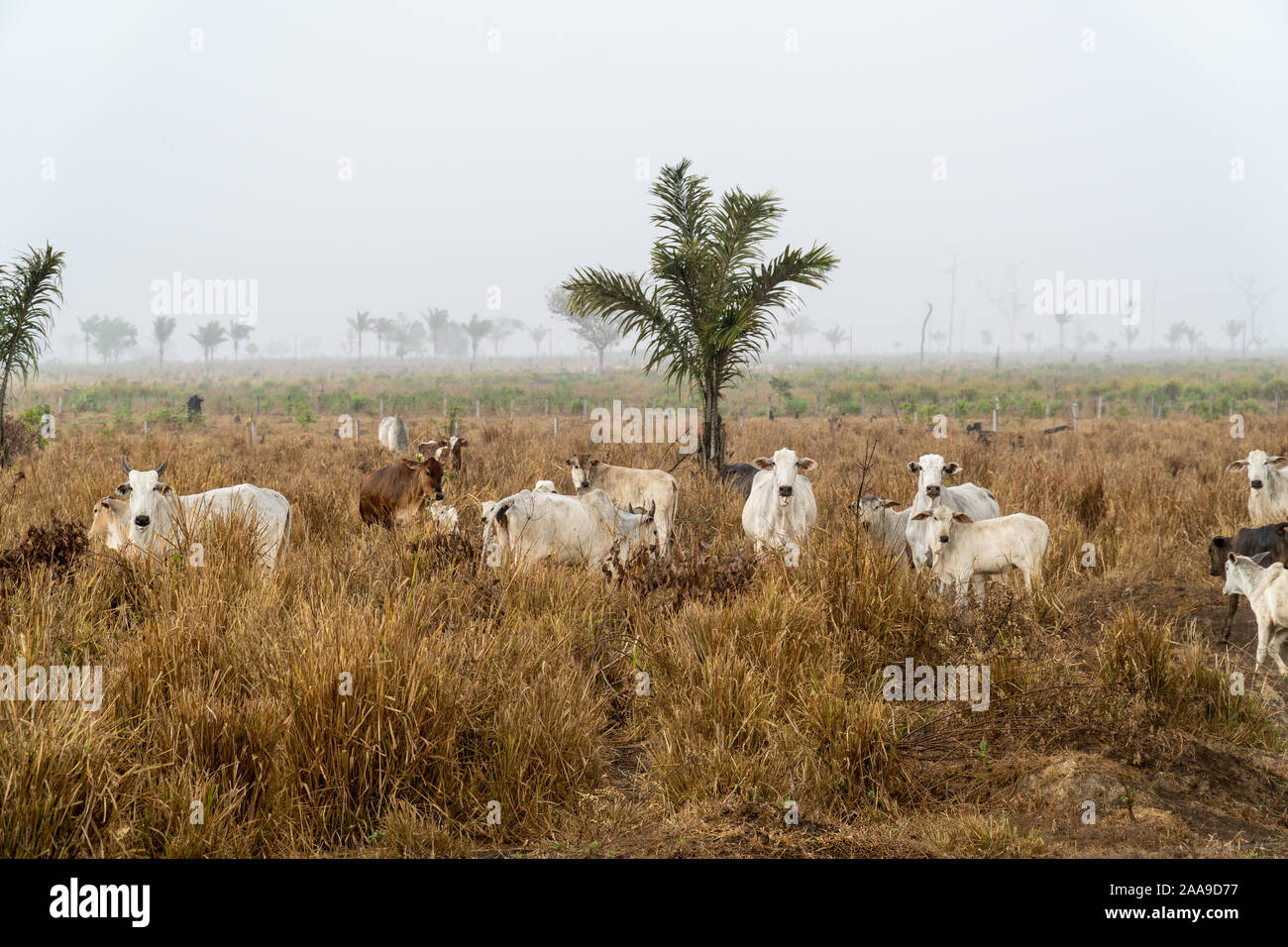 Bestiame in pascolo fattoria con fumo di bruciare sullo sfondo dopo la deforestazione della foresta pluviale amazzonica. Concetto di ambiente, agricoltura. Foto Stock