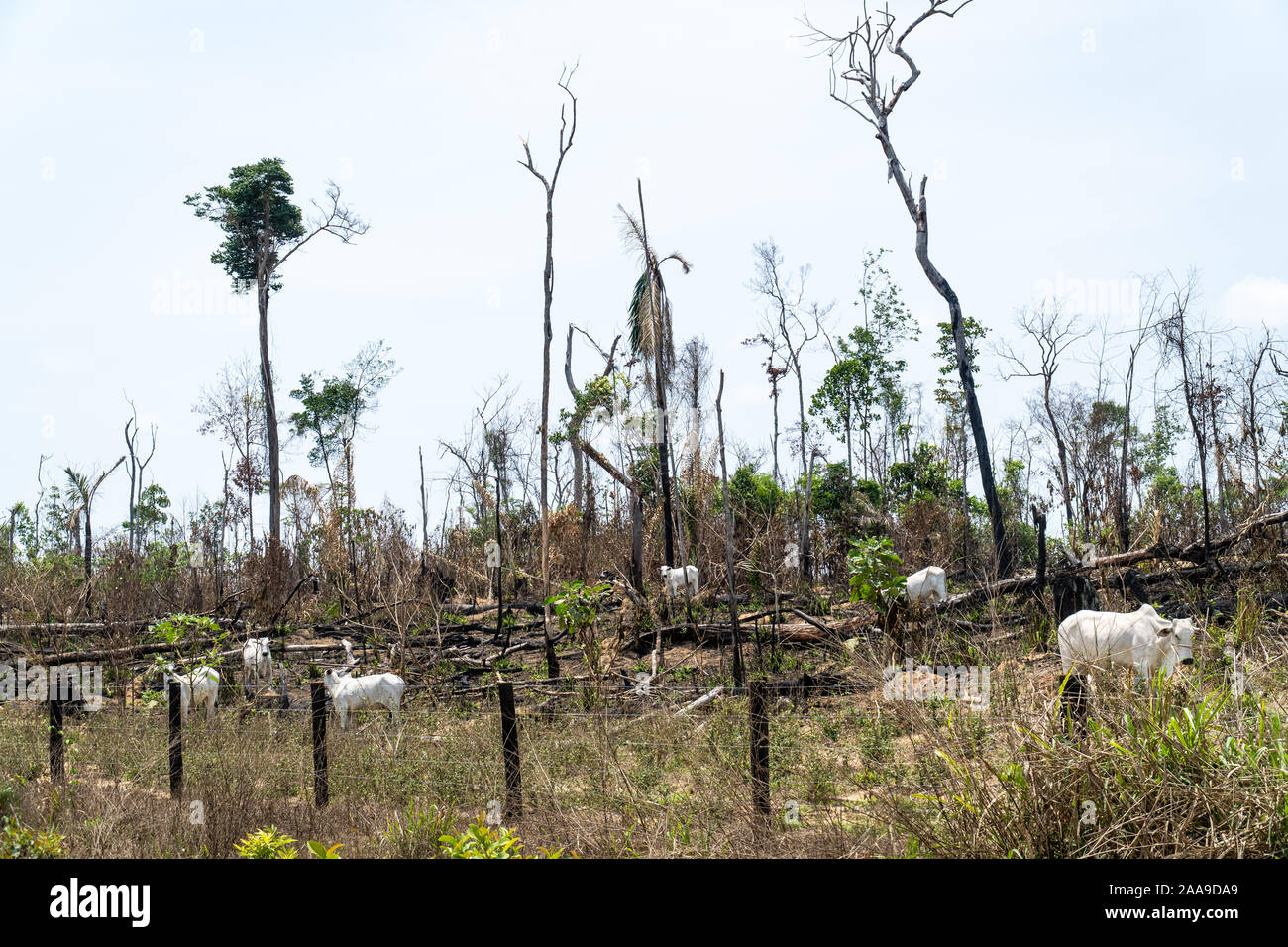 Gruppo di zebù pascolano vitelli in allevamento dei pascoli e alberi bruciati, dopo la deforestazione della foresta pluviale amazzonica. Concetto di Ambiente e agricoltura Foto Stock