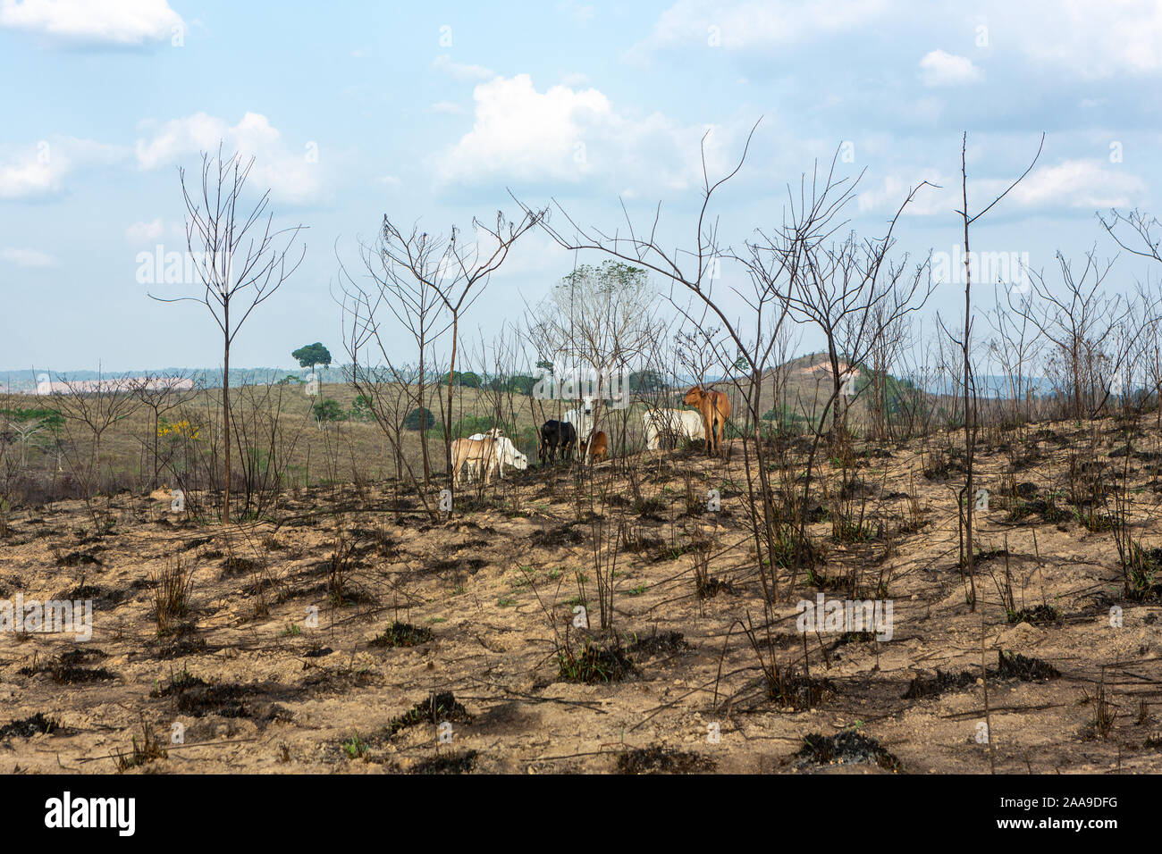 Gruppo di vitelli di Zebu che pascolano in pascolo allevamento di bestiame e alberi bruciati, dopo la deforestazione della foresta pluviale amazzonica. Ambiente, concetto di agricoltura. Foto Stock
