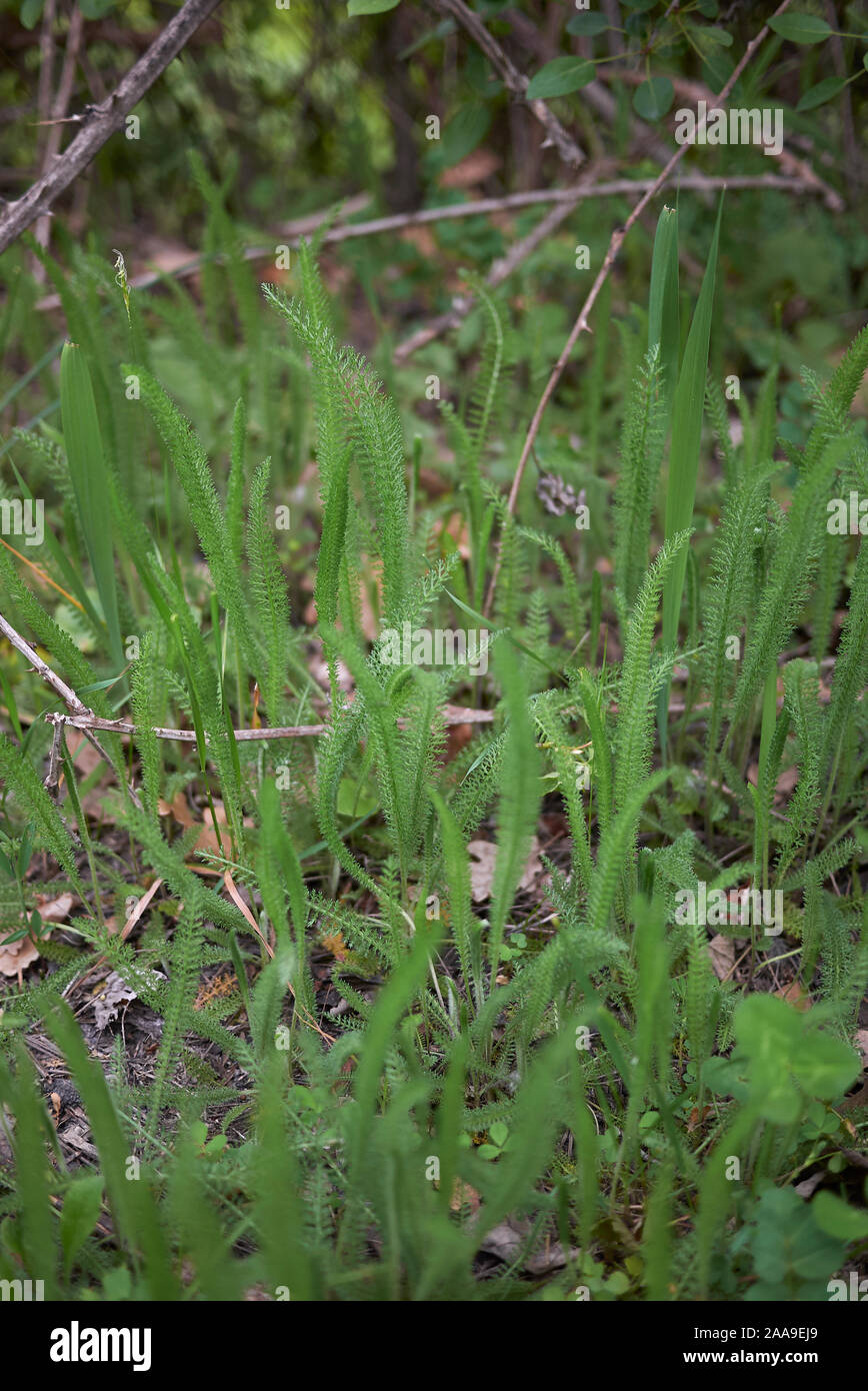 Le foglie fresche close up di Achillea millefolium pianta Foto Stock