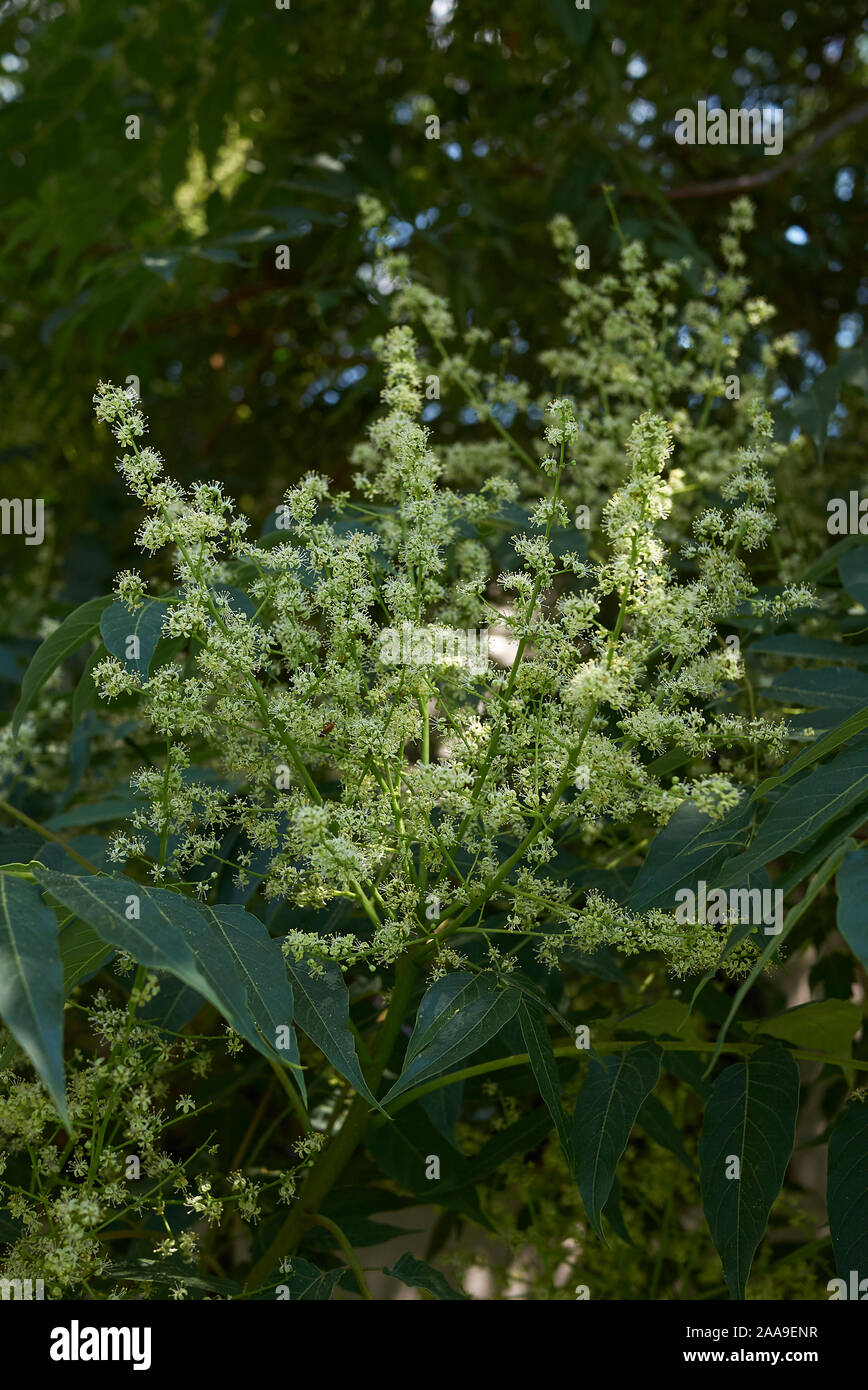 Ailanthus altissima albero in fiore Foto Stock