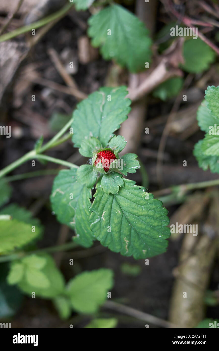 Di frutta rossa e fiori di colore giallo di Duchesnea indica le piante Foto Stock