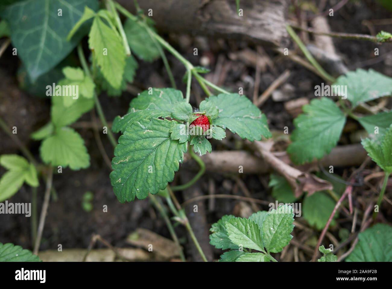 Di frutta rossa e fiori di colore giallo di Duchesnea indica le piante Foto Stock