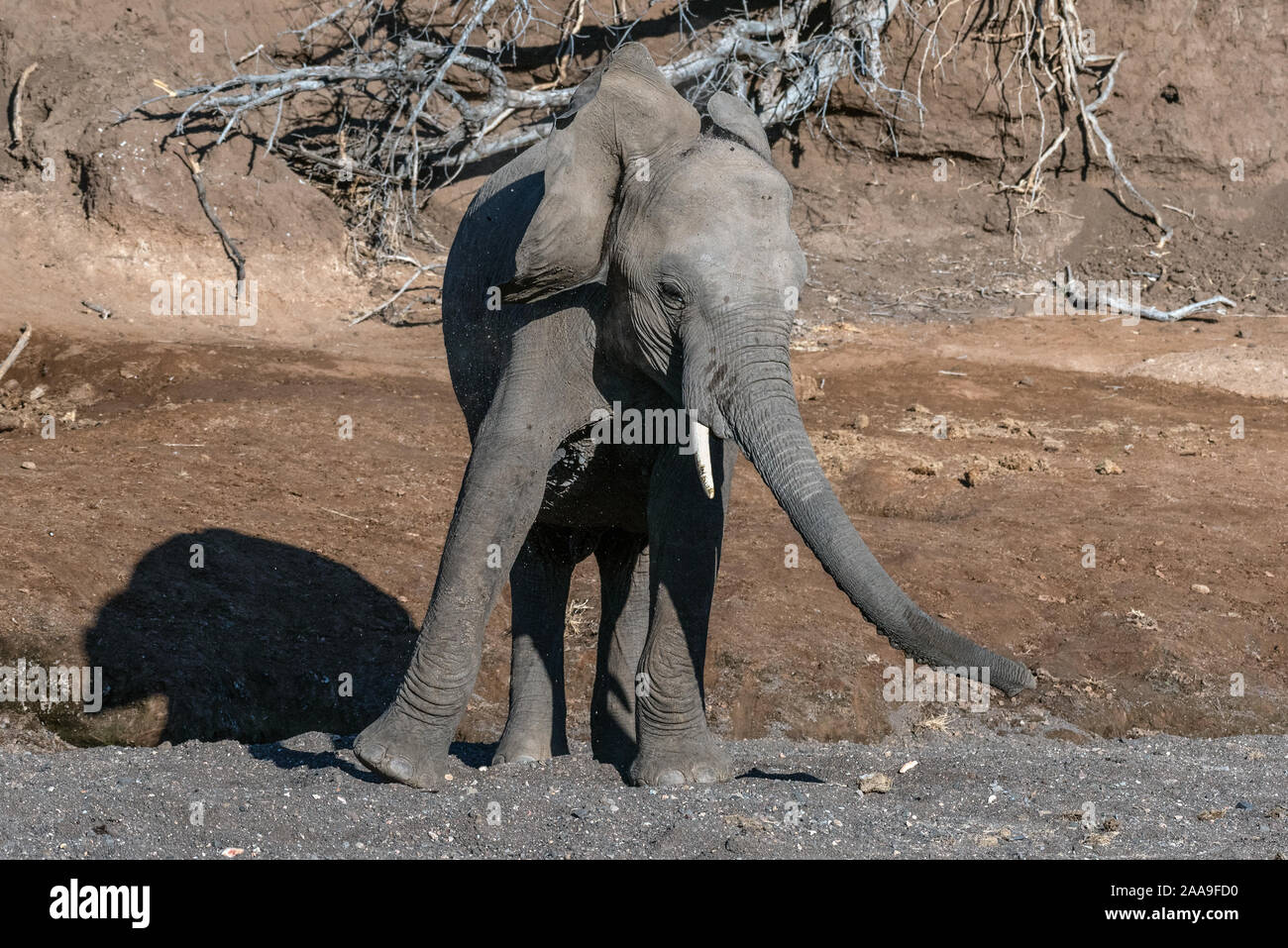 Un elefante in un letto asciutto del fiume Botswana Foto Stock