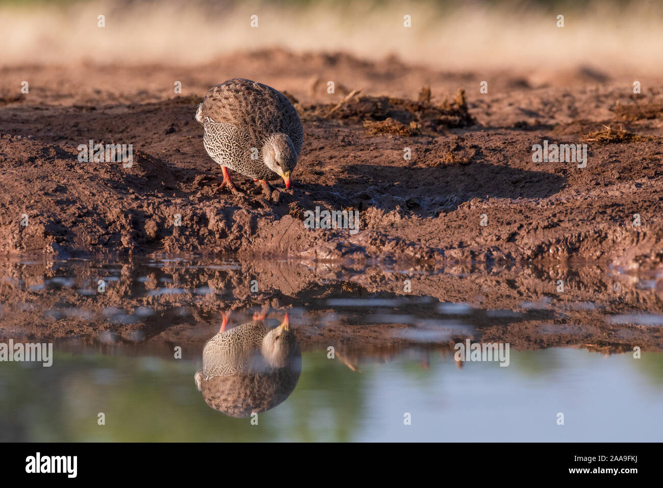 Natal Spurfowl Botswana Africa Foto Stock