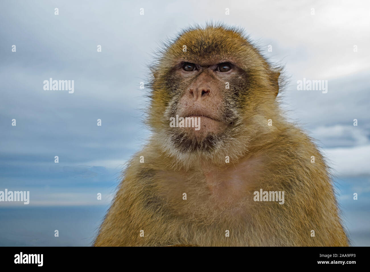 Uno studio da vicino di un'Ape barbarica seria a Gibilterra Foto Stock
