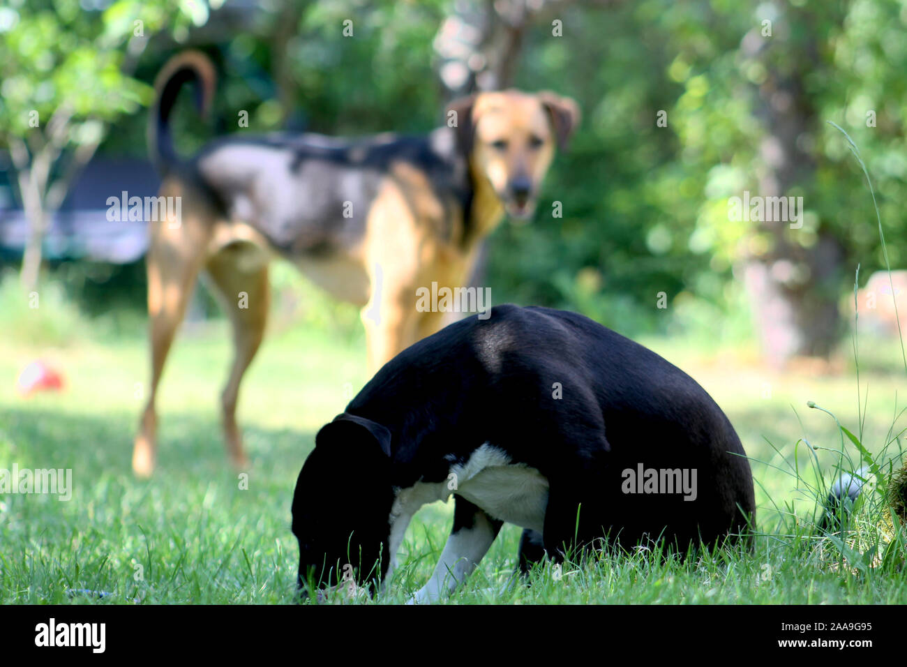 Due cani in giardino Foto Stock