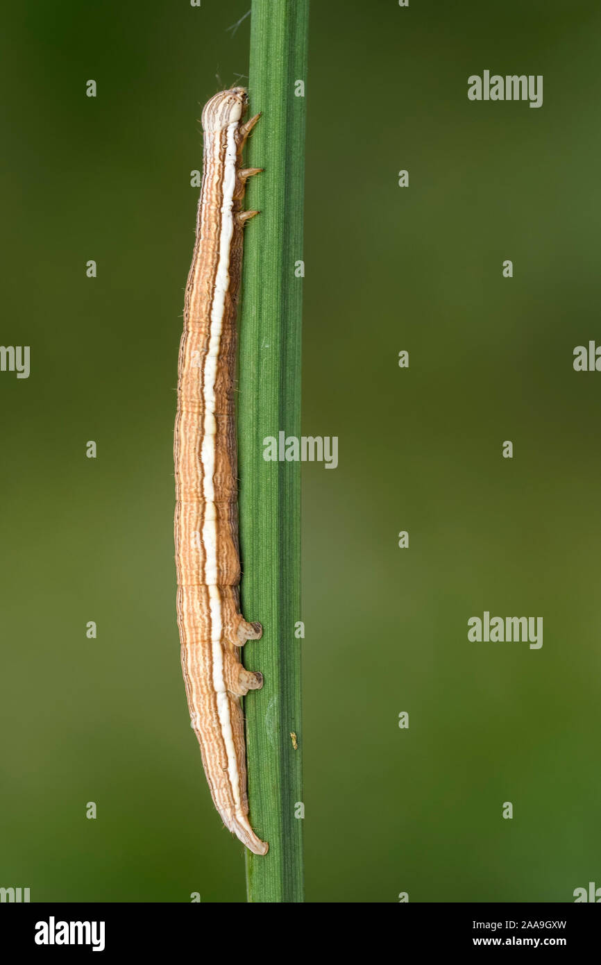 Mother Shipton moth caterpillar Callistege (mi) aggrappati alla lama di erba. Tipperary, Irlanda Foto Stock