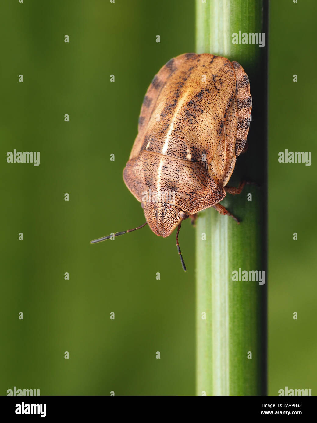 Tartaruga (Shieldbug Eurygaster "testudinaria) strisciando verso il basso dello stelo di piante. Tipperary, Irlanda Foto Stock