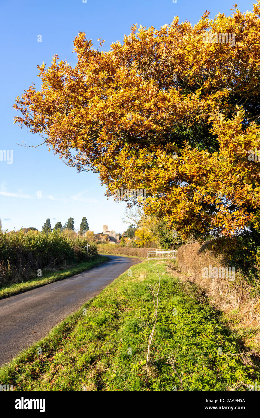 Un albero di quercia in autunno a fianco della corsia a Deerhurst in Severn Vale, GLOUCESTERSHIRE REGNO UNITO Foto Stock