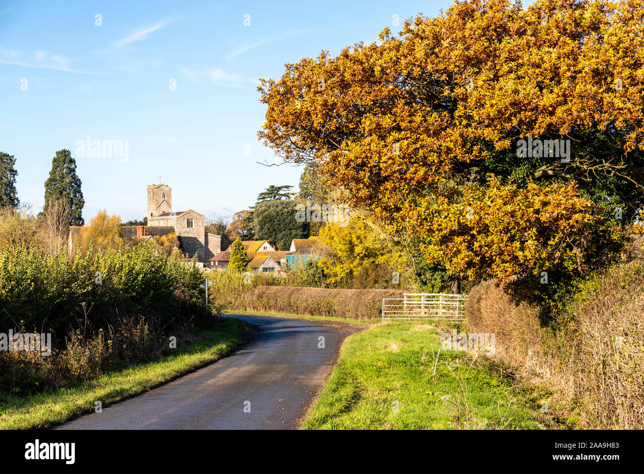 Un albero di quercia in autunno a fianco della corsia a Deerhurst in Severn Vale, GLOUCESTERSHIRE REGNO UNITO Foto Stock