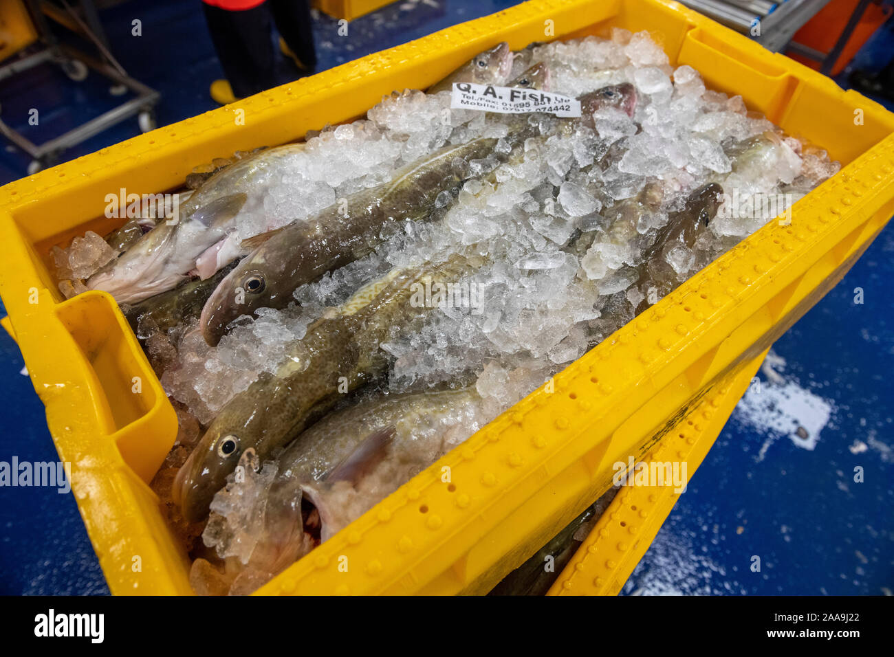 Pesce sbarcato a Lerwick Shetland in Scozia dalla flotta di pesca scozzese Foto Stock