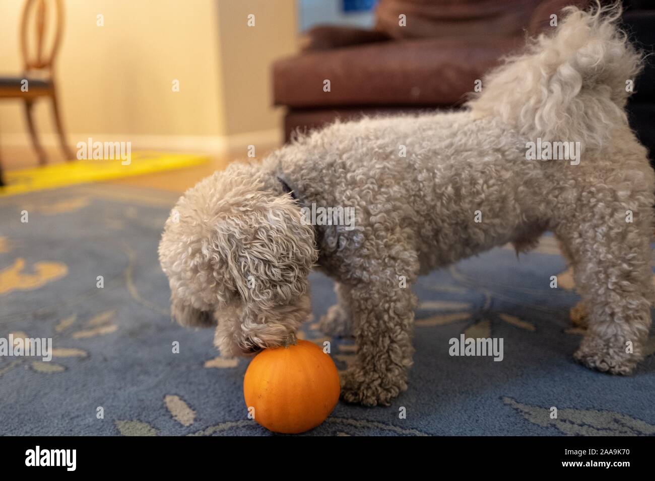 Close-up di un simpatico Bichon Frise cane annusando una zucca, suggerendo di ringraziamento o in autunno su un tappeto o in un ambiente domestico, 9 novembre 2019. () Foto Stock