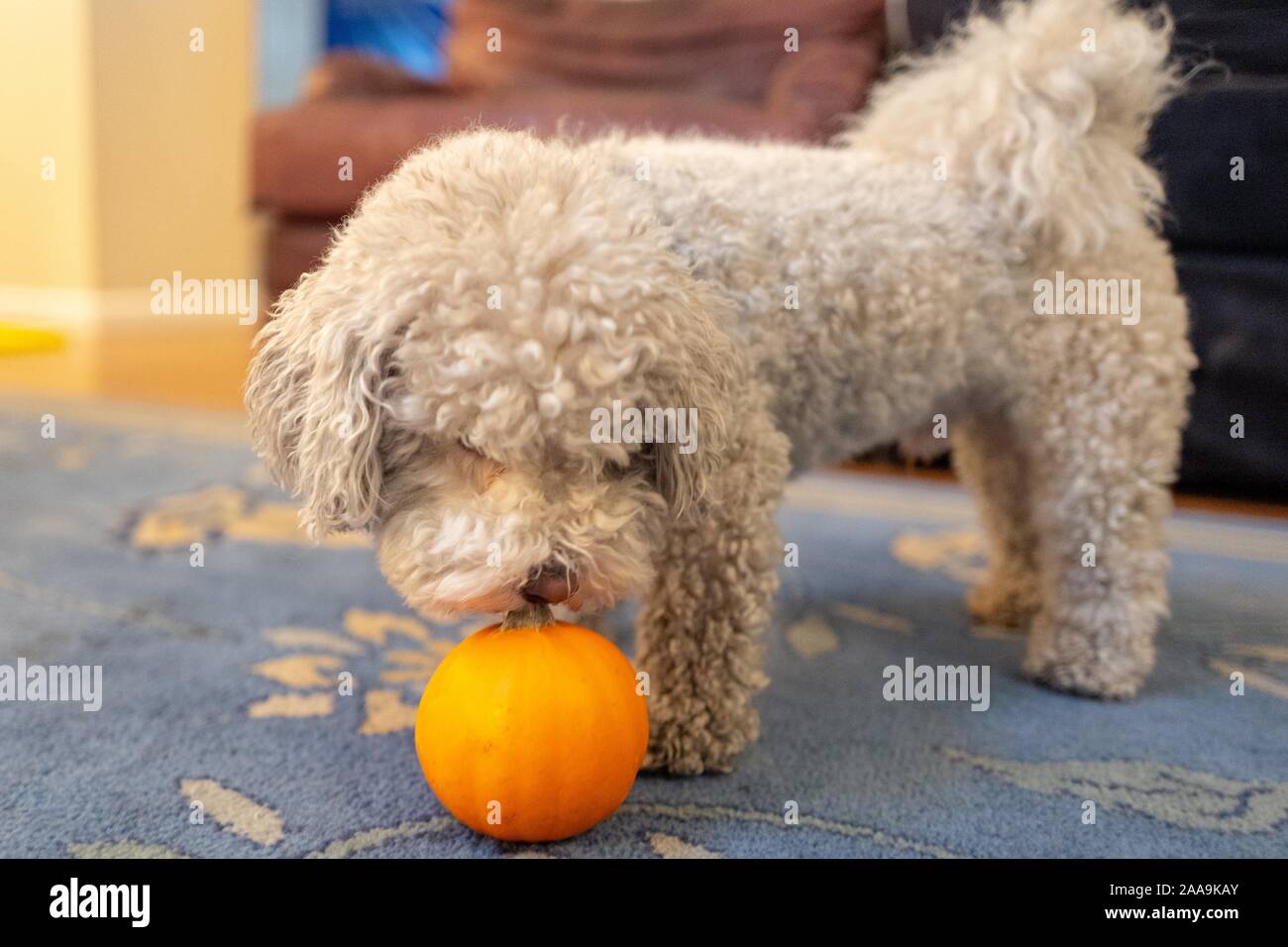 Close-up di un simpatico Bichon Frise cane annusando una zucca, suggerendo di ringraziamento o in autunno su un tappeto o in un ambiente domestico, 9 novembre 2019. () Foto Stock