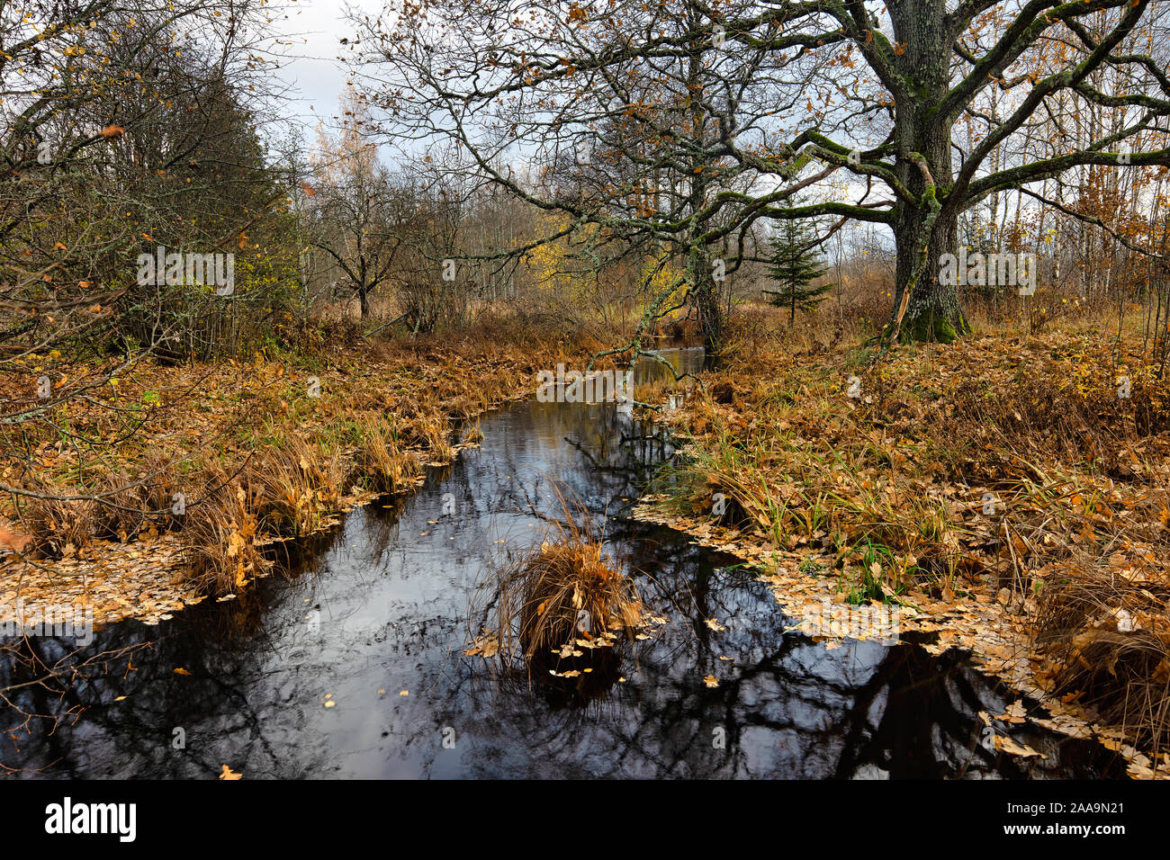 Foglie di autunno che copre le rive di un ruscello in Soomaa National Park, Estonia Foto Stock