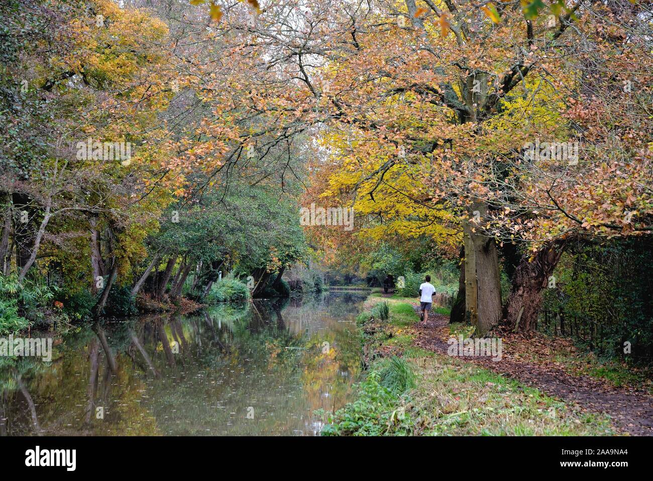 Un maschio singolo runner sull'alzaia del fiume Wey canale di navigazione Byfleet Surrey in Inghilterra REGNO UNITO Foto Stock