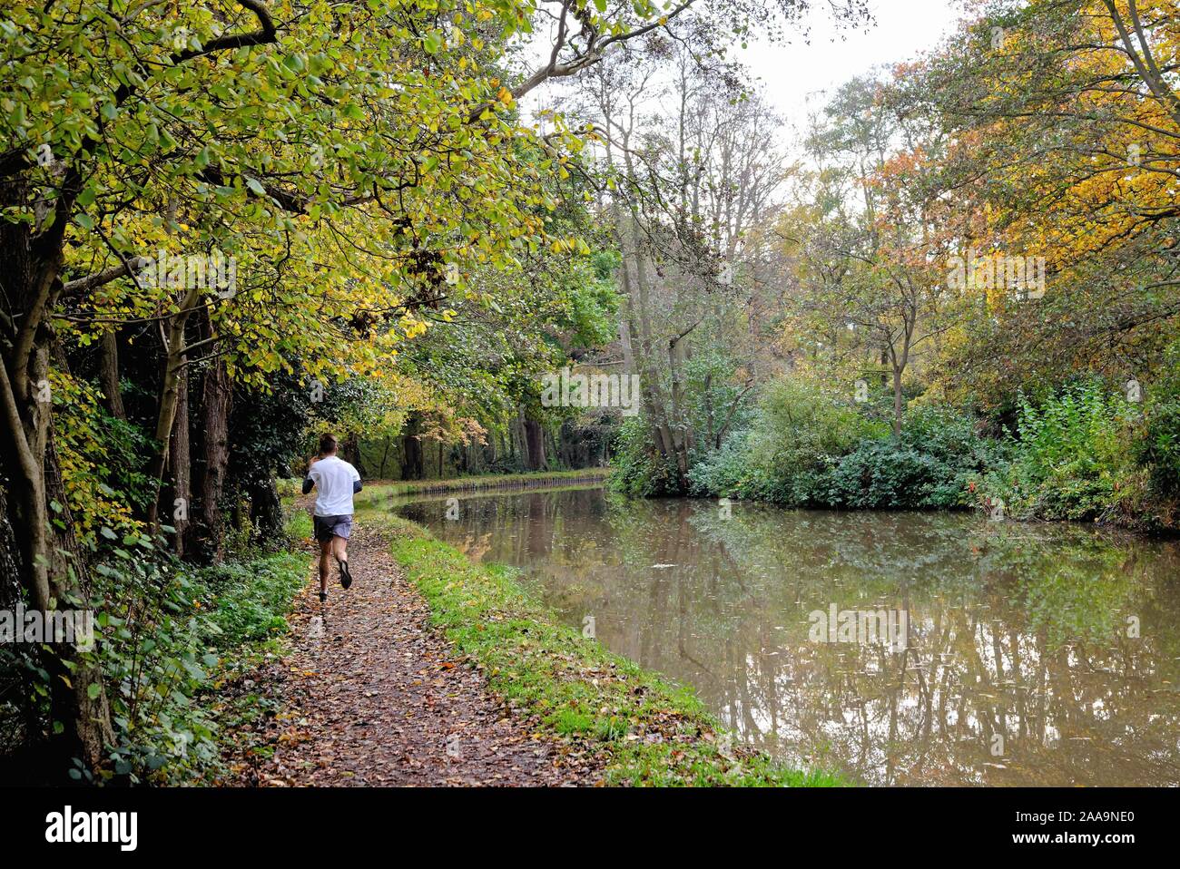 Un maschio singolo runner sull'alzaia sul fiume Wey canale di navigazione Byfleet Surrey in Inghilterra REGNO UNITO Foto Stock