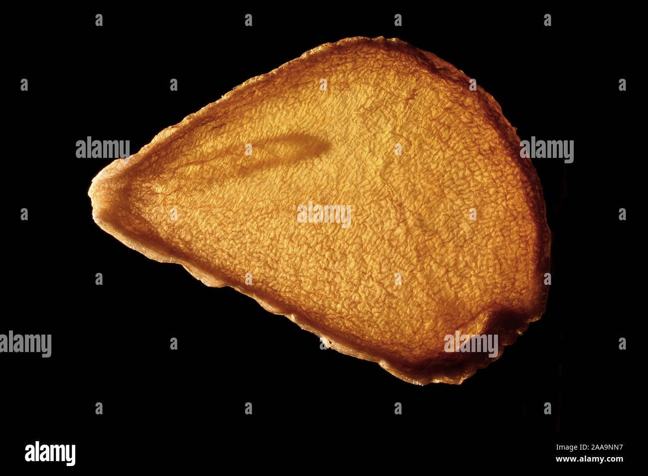 Tulipa sylvestris, Tulipano selvatico, Weinberg-Tulpe, sementi, vicino, la dimensione della granella da 5 a 7 mm Foto Stock