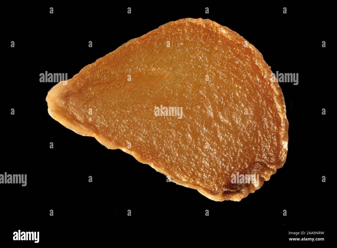 Tulipa sylvestris, Tulipano selvatico, Weinberg-Tulpe, sementi, vicino, la dimensione della granella da 5 a 7 mm Foto Stock