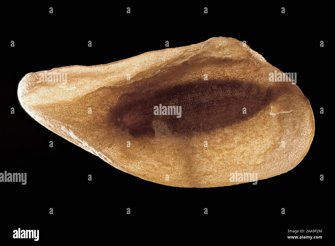 Veratrum album, l'elleboro bianco, Weisser Germer, sementi, vicino, la dimensione della granella da 5 a 7 mm Foto Stock