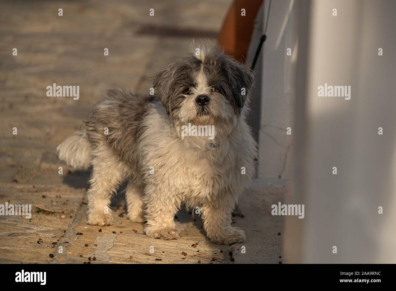 Ritratto di piccolo cane soffice nella luce del sole Foto Stock