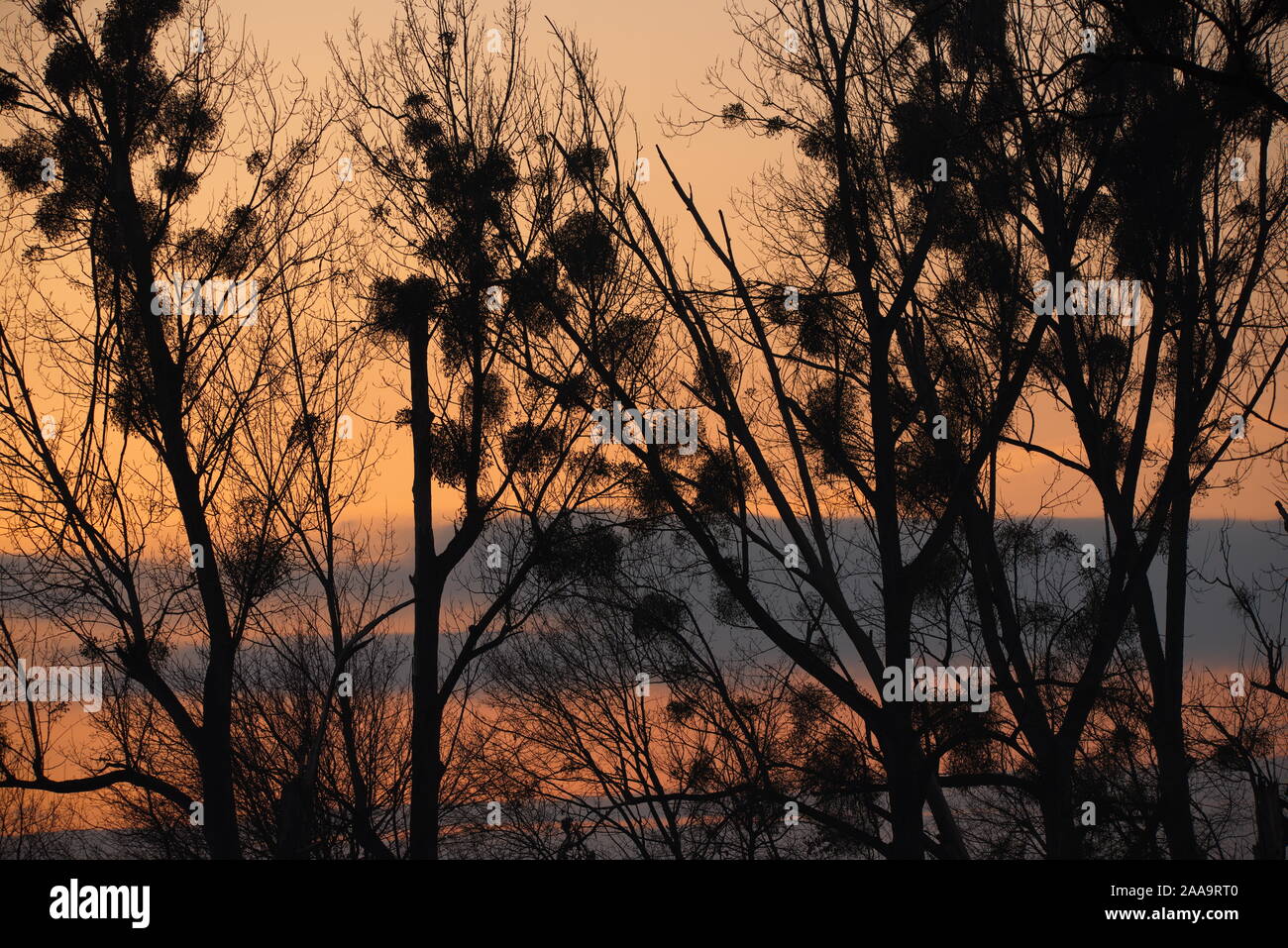 Alberi in natura park Nuthe-Nieplitz vicino Stangenhagen (Germania) Foto Stock