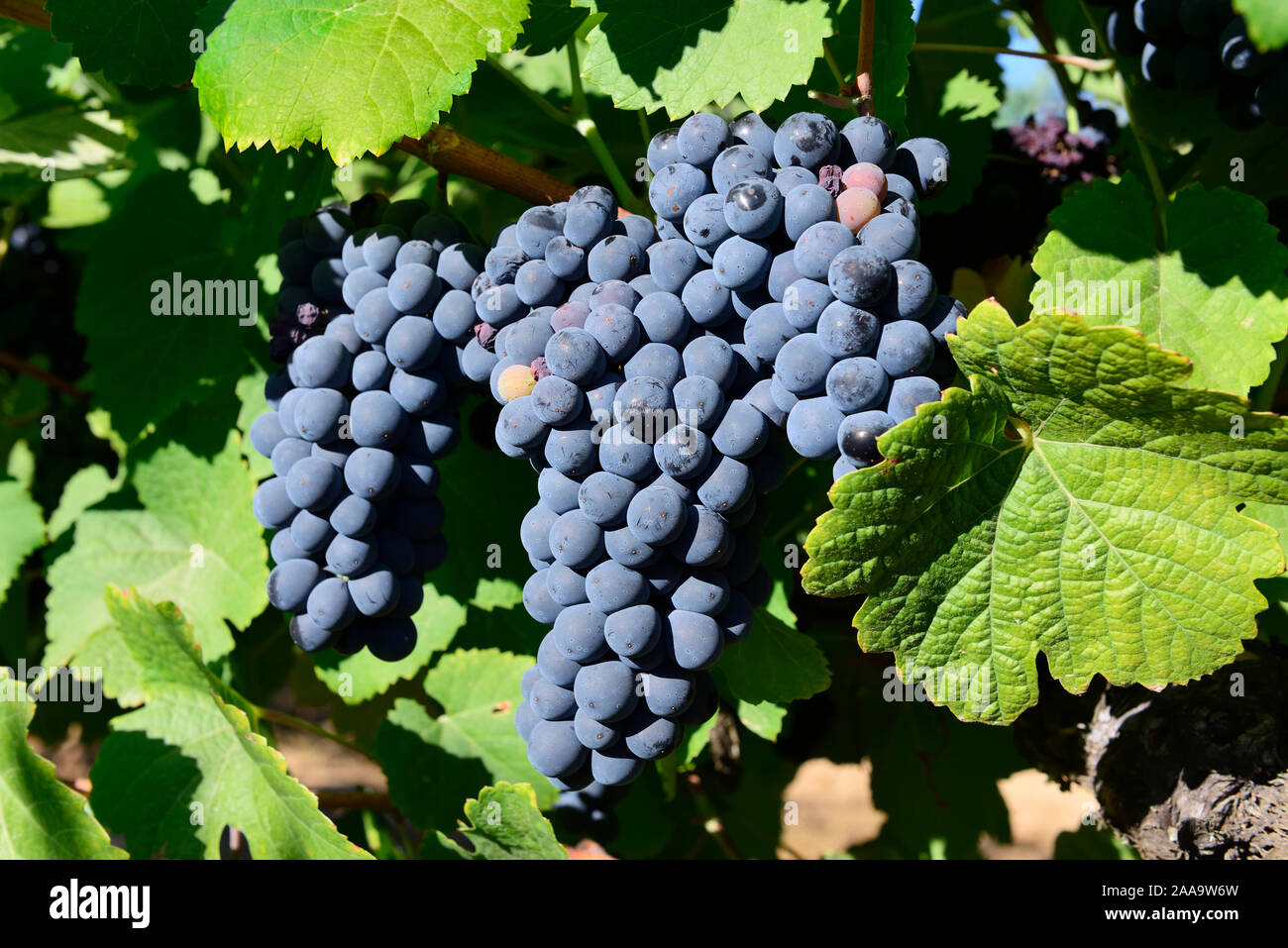 Syrah varietà di uva per fare il vino rosso. Alentejo, Portogallo Foto Stock