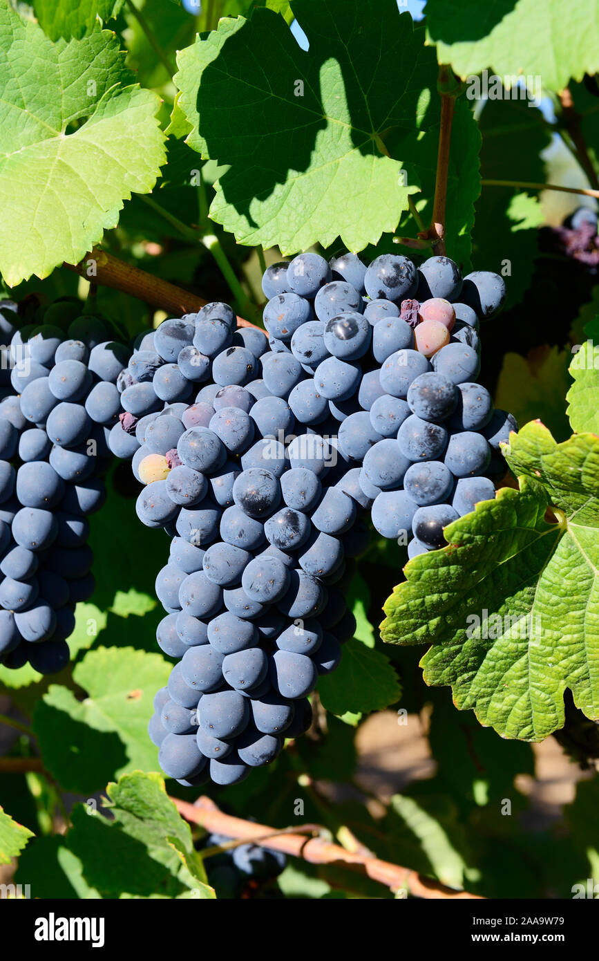 Syrah varietà di uva per fare il vino rosso. Alentejo, Portogallo Foto Stock