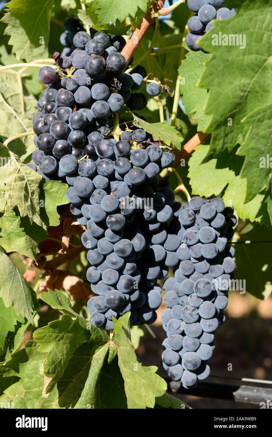 Aragonês varietà di uva per fare il vino rosso. Alentejo, Portogallo Foto Stock