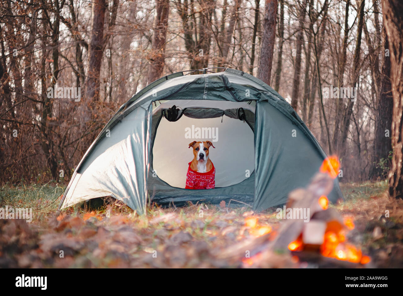 Divertente cane in un maglione maglia si siede in una tenda di fronte ad un falò. Escursionismo cane, active animali domestici concetto: staffordshire terrier gode di clima autunnale della foresta Foto Stock
