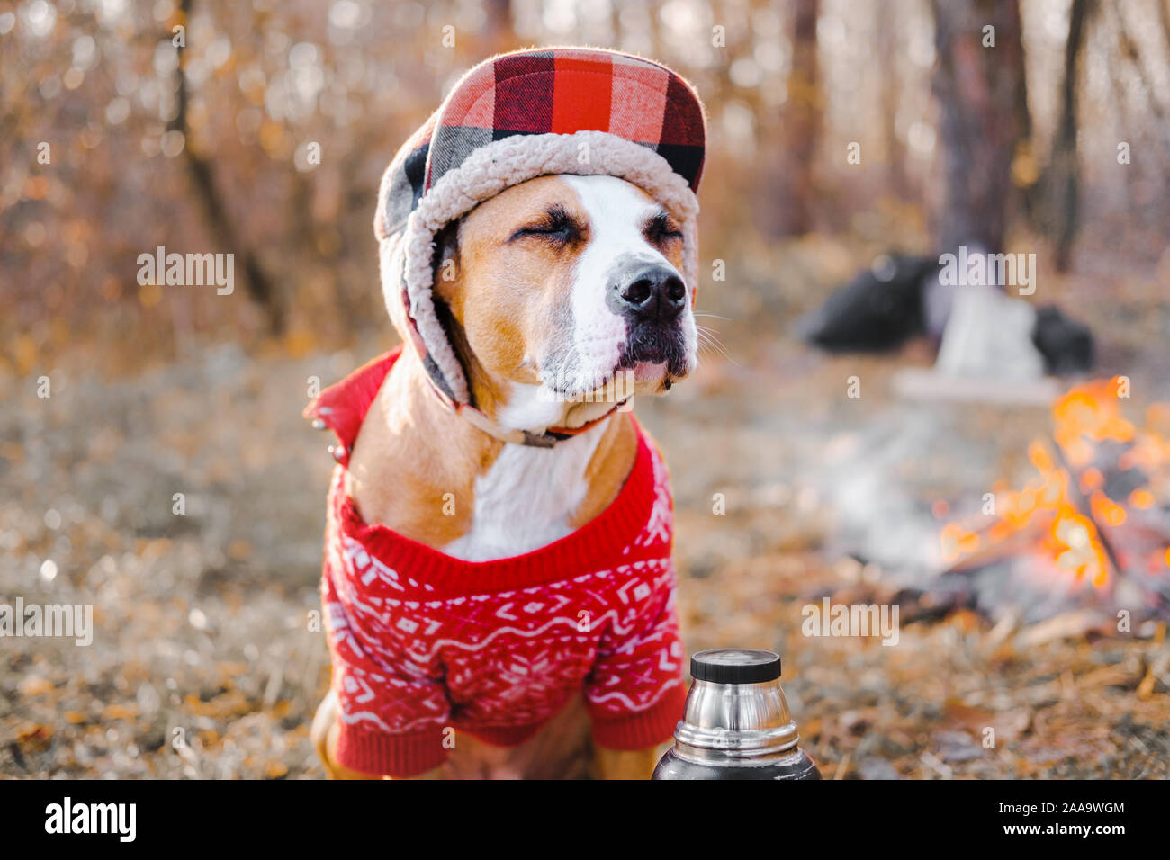 Ritratto di un cane in un maglione pesante e lumberjack hat all'esterno. Staffordshire terrier si siede da fuoco in un campeggio e gode di peperoncino autunno Meteo Foto Stock