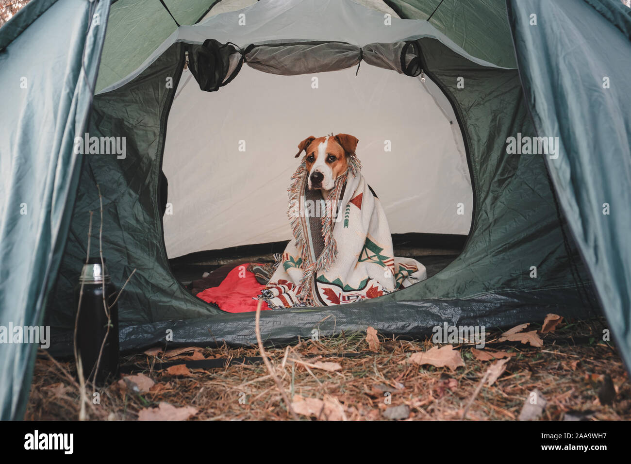 Divertente e gravi cane in coperta all'interno di una tenda. Campeggio e escursioni con animali domestici: staffordshire terrier in posa di una tenda in una fredda giornata autunnale Foto Stock