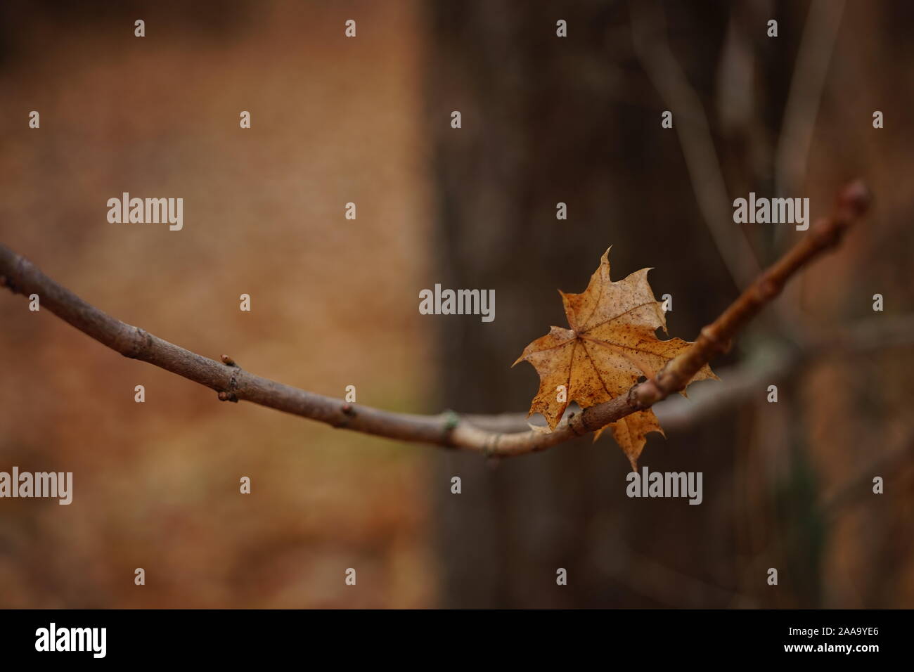 Brown dry maple leaf su un ramo. Bosco autunnale, offuscata sfondo naturale. Foto Stock