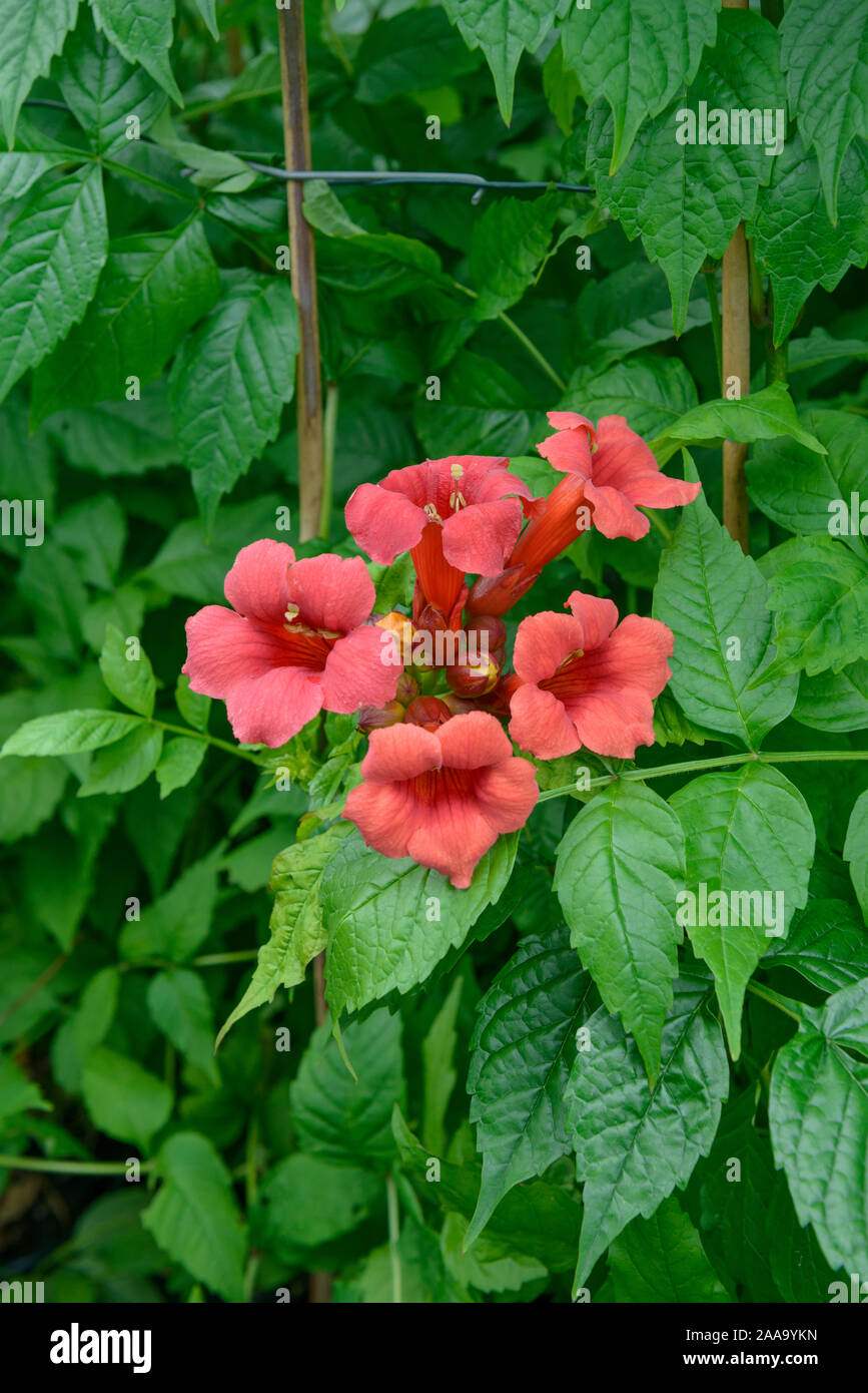 Amerikanische Trompetenwinde (Campsis radicans 'Stromboli') Foto Stock