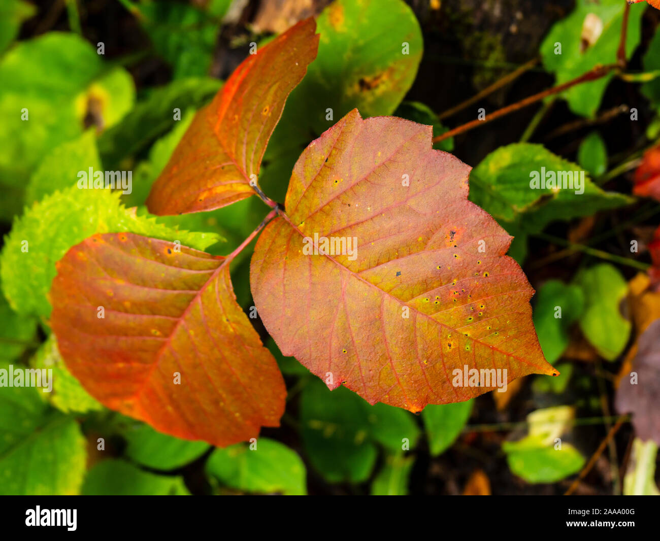 Red poison ivy foglie, Leslie Ave., Mackinac Island State Park, Lago Huron, Penisola Superiore, Michigan. Foto Stock
