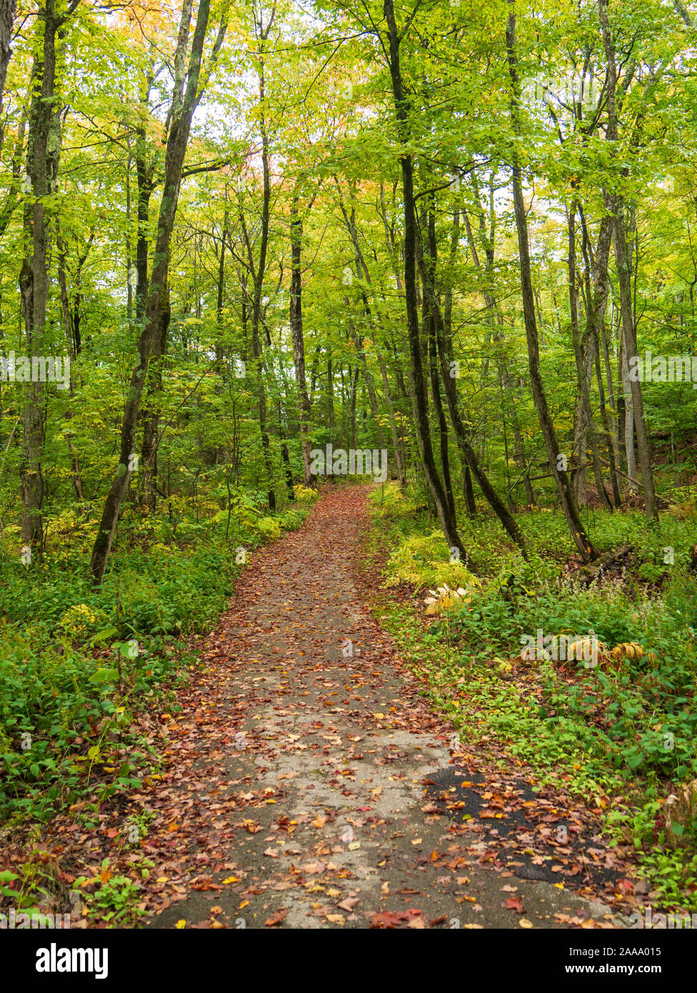 Nord pista ciclabile, Mackinac Island State Park, Lago Huron, Penisola Superiore, Michigan. Foto Stock