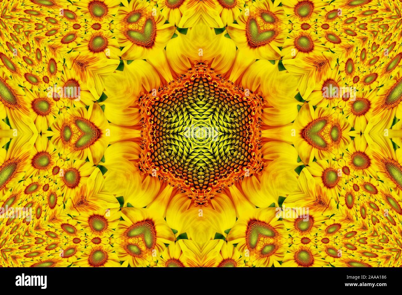 Il girasole sono strettamente associati con la felicità e la longevità che li rende un regalo ideale come pure meditational perfetto aiuto. Ambra dice la vitalità Foto Stock