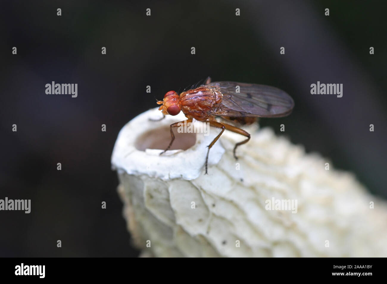 Forest buff snailkiller fly, Tetanocera phyllophora, alimentando su comuni stinkhorn fungo Phallus impudicus Foto Stock