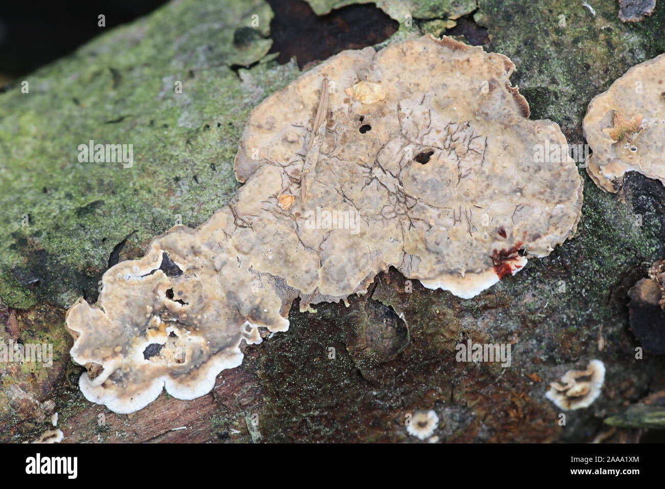 Stereum rugosum, noto come sanguinamento crosta di latifoglie, funghi selvatici dalla Finlandia Foto Stock