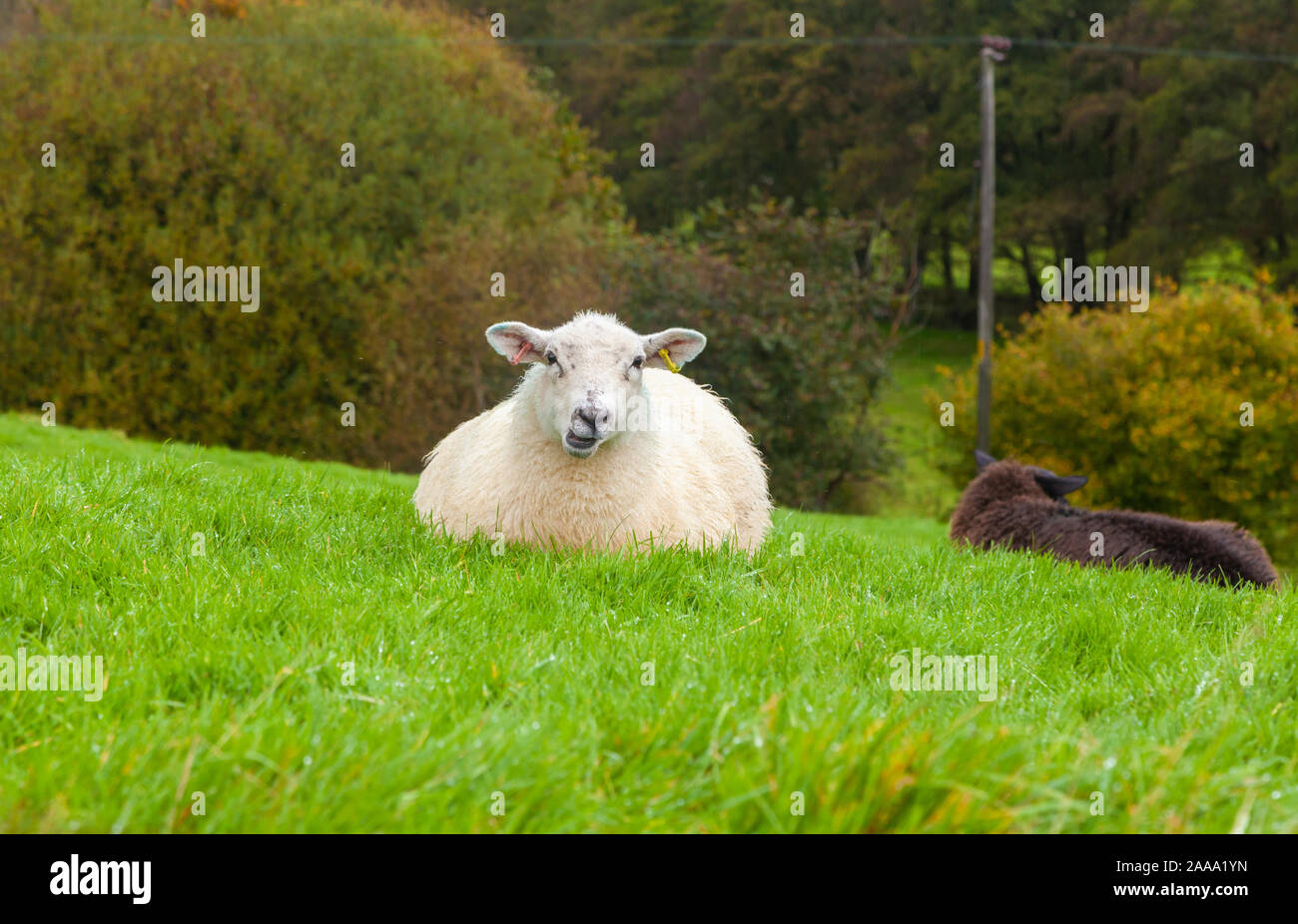 Una sola pecora sdraiato guardando verso la telecamera. Foto Stock