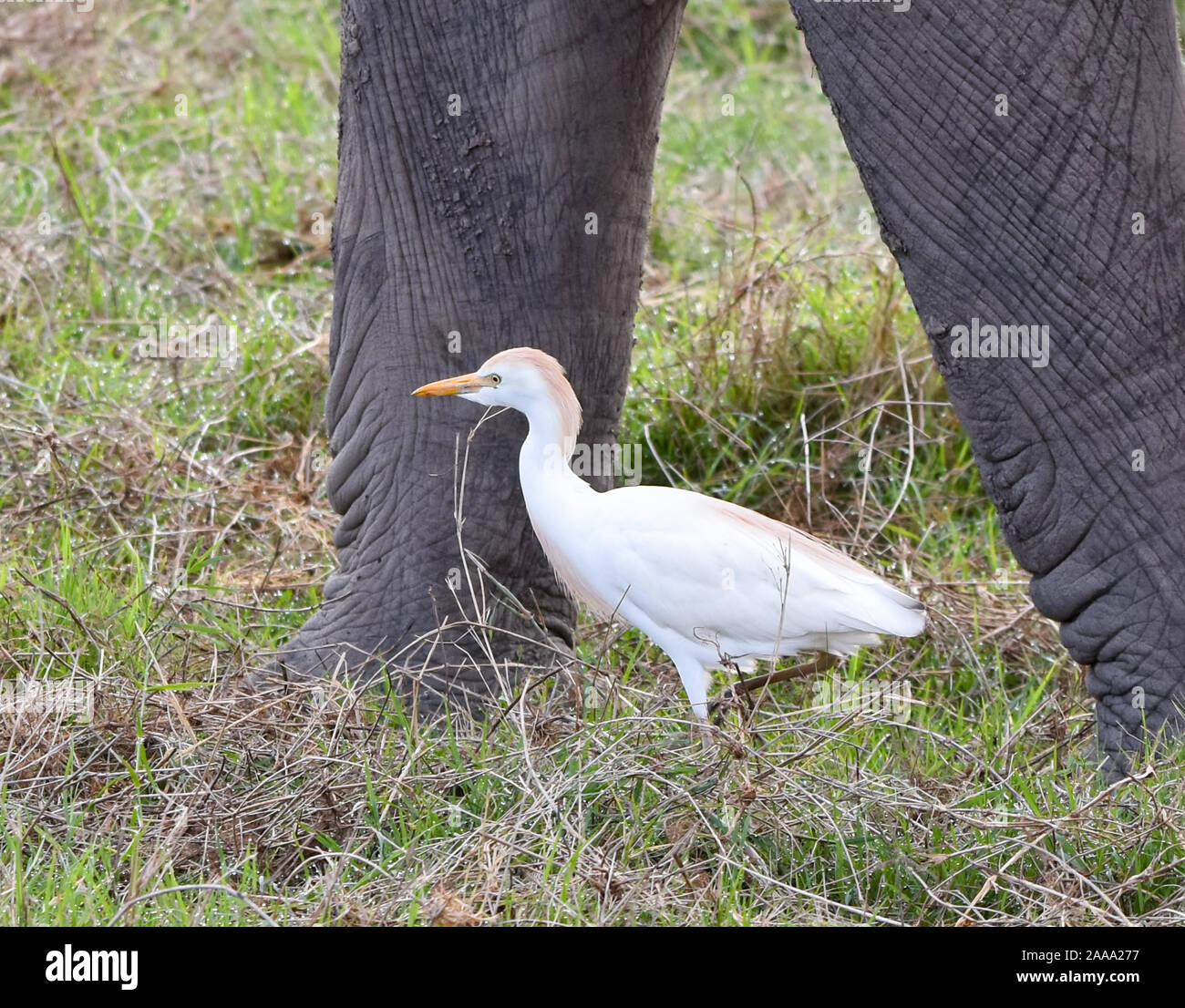 Un Airone guardabuoi (Bubulcus ibis) tra il gigante delle gambe di un elefante africano (Loxodonta africana), foraggio per gli insetti disturbati dal pascolo elephagrant. Foto Stock