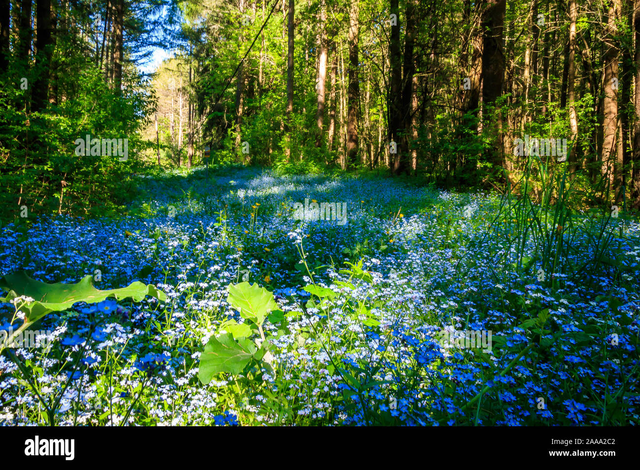 Forest burrone pieno di fiori selvatici blu, Ontario, Canada Foto Stock