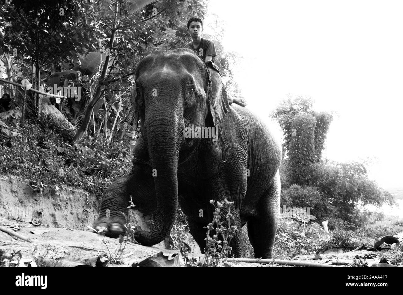 Un elefante di ritorno provenienti dal fiume Mekong a Pak Ou grotte lungo il fiume Mekong Foto Stock