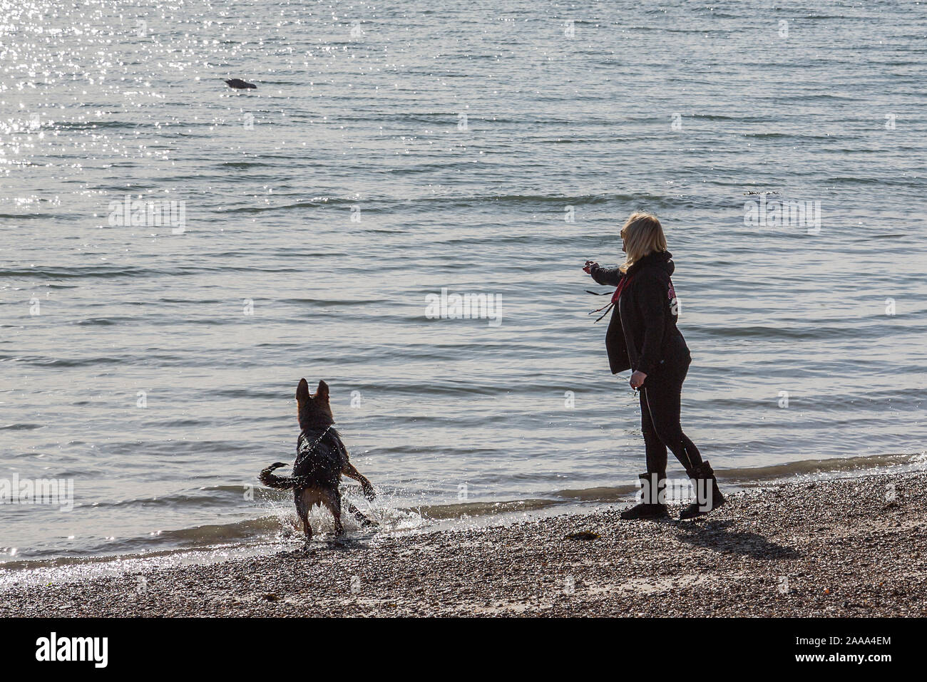 Un pastore tedesco cane schizzi in mare durante la riproduzione di fetch con il suo proprietario in spiaggia. Foto Stock