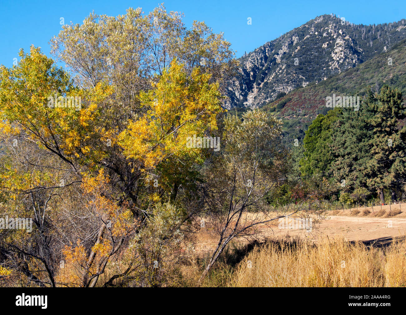 Ultimi calore estremo e condizioni di tempo secco accentuare la caduta delle foglie e la California naturale spazzola scrub in montagna in Oak Glen, CA. Foto Stock