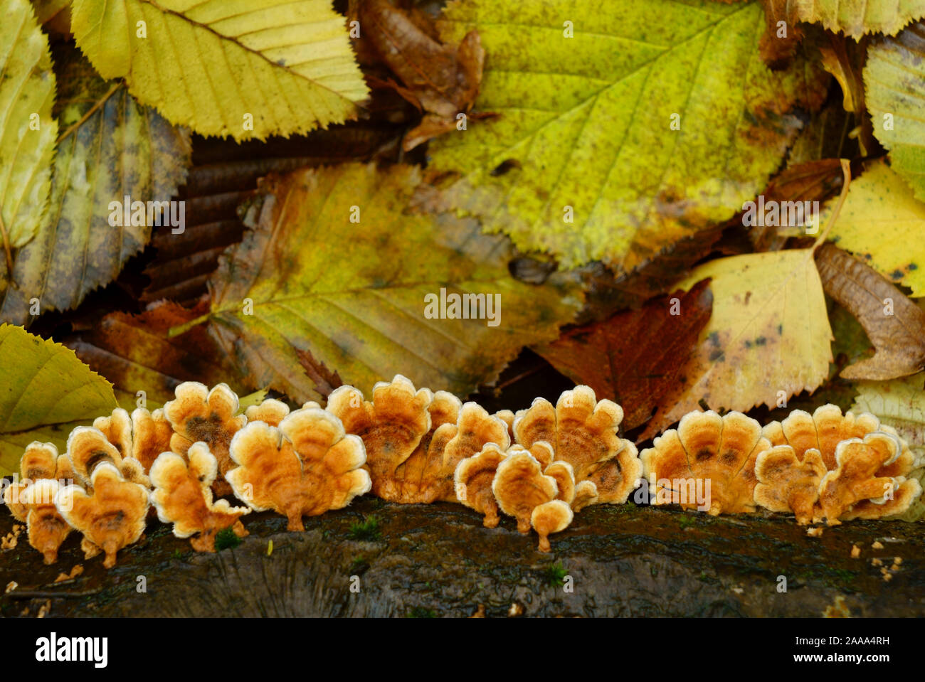 Un tipo di ripiano e funghi che crescono su deadwood sul pavimento del bosco. Foto Stock