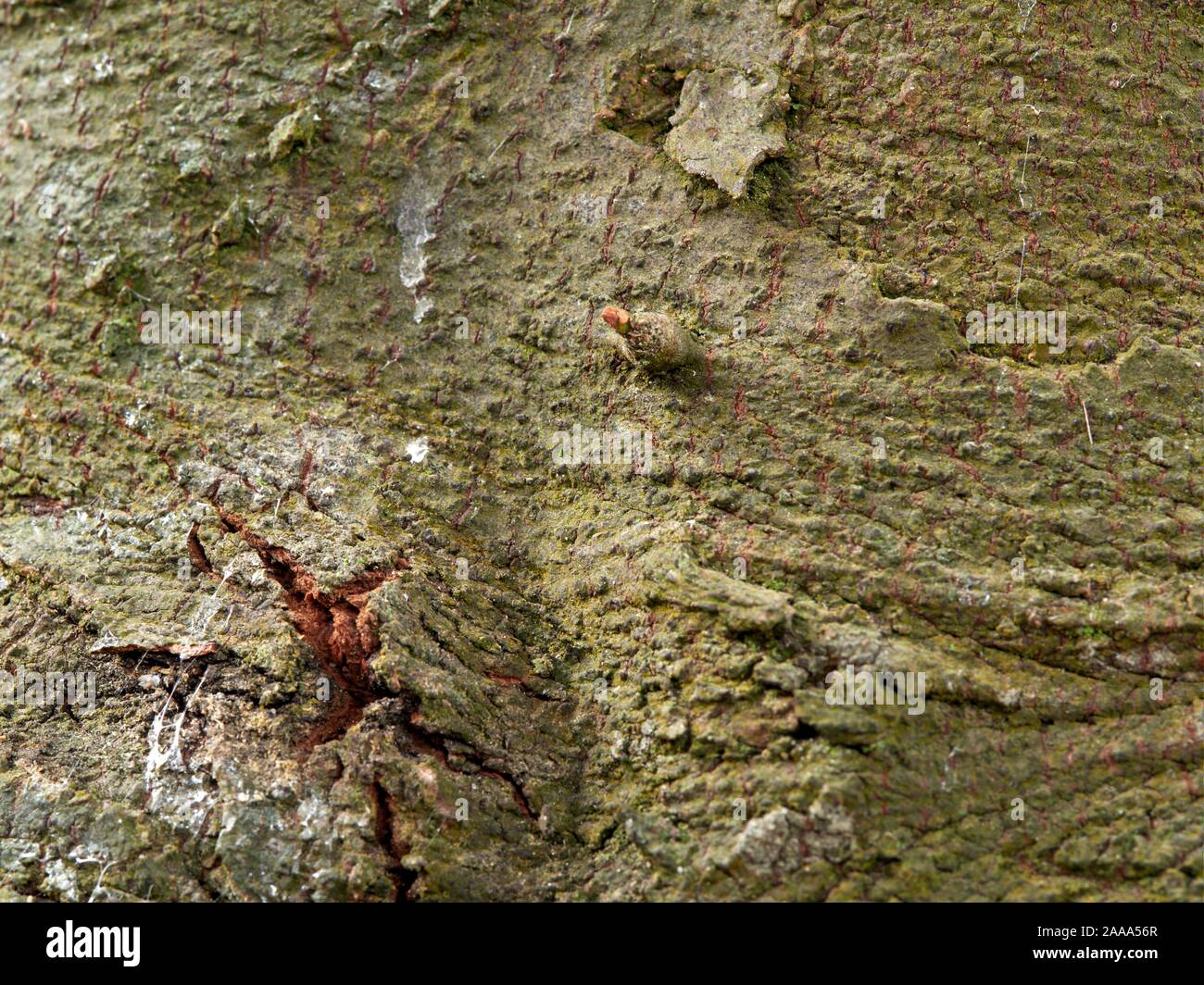 Bacche di alloro di corteccia di albero vicino la mostra anni di crescita e danni. Verde Oliva e marrone corteccia con piccole bud sulla superficie. Foto Stock