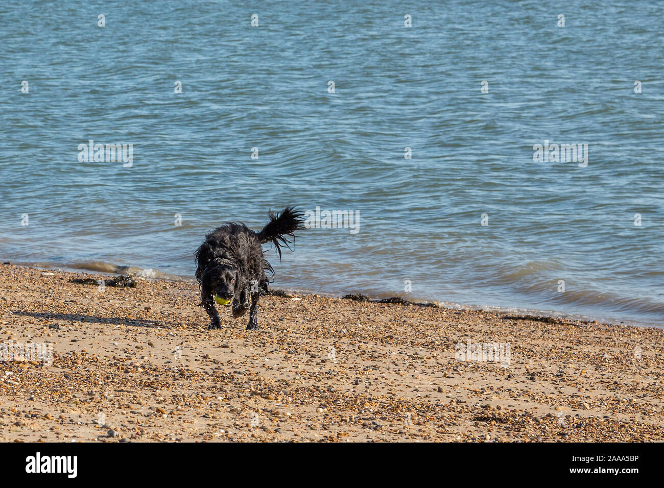 Un nero cane giocando fetch emerge dal mare gocciolante e corre lungo la spiaggia. Foto Stock