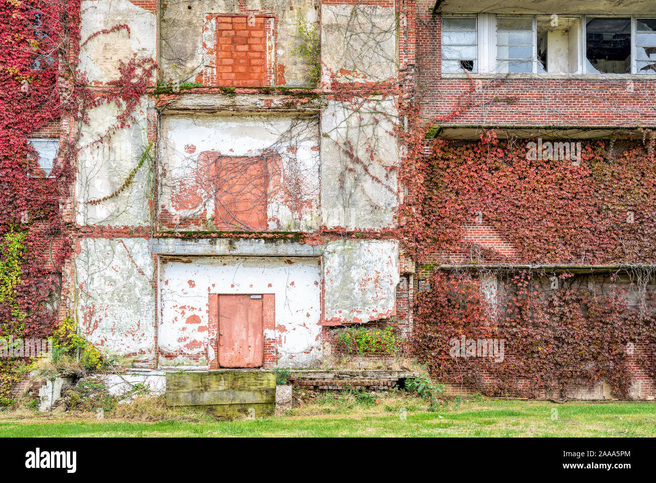 Facciata del vecchio abbandonato edificio in mattoni ricoperta dalla vite, scenario autunnale - il degrado urbano nozione Foto Stock