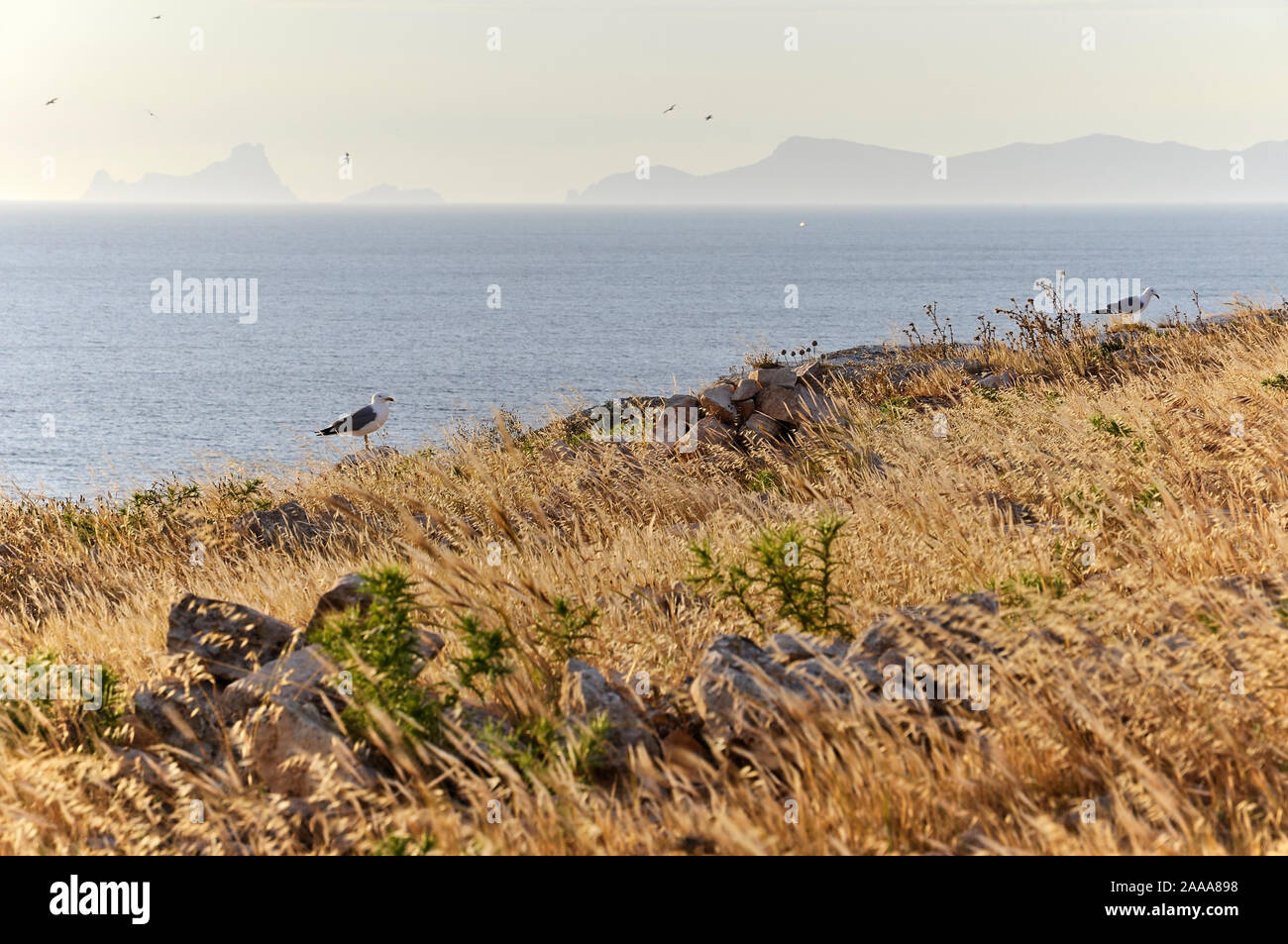 Giallo-gambe gabbiani (Larus michahellis) nel cappuccio la Barbaria con Es Vedrá e Ibiza Isole della distanza (Formentera, isole Baleari, Spagna) Foto Stock